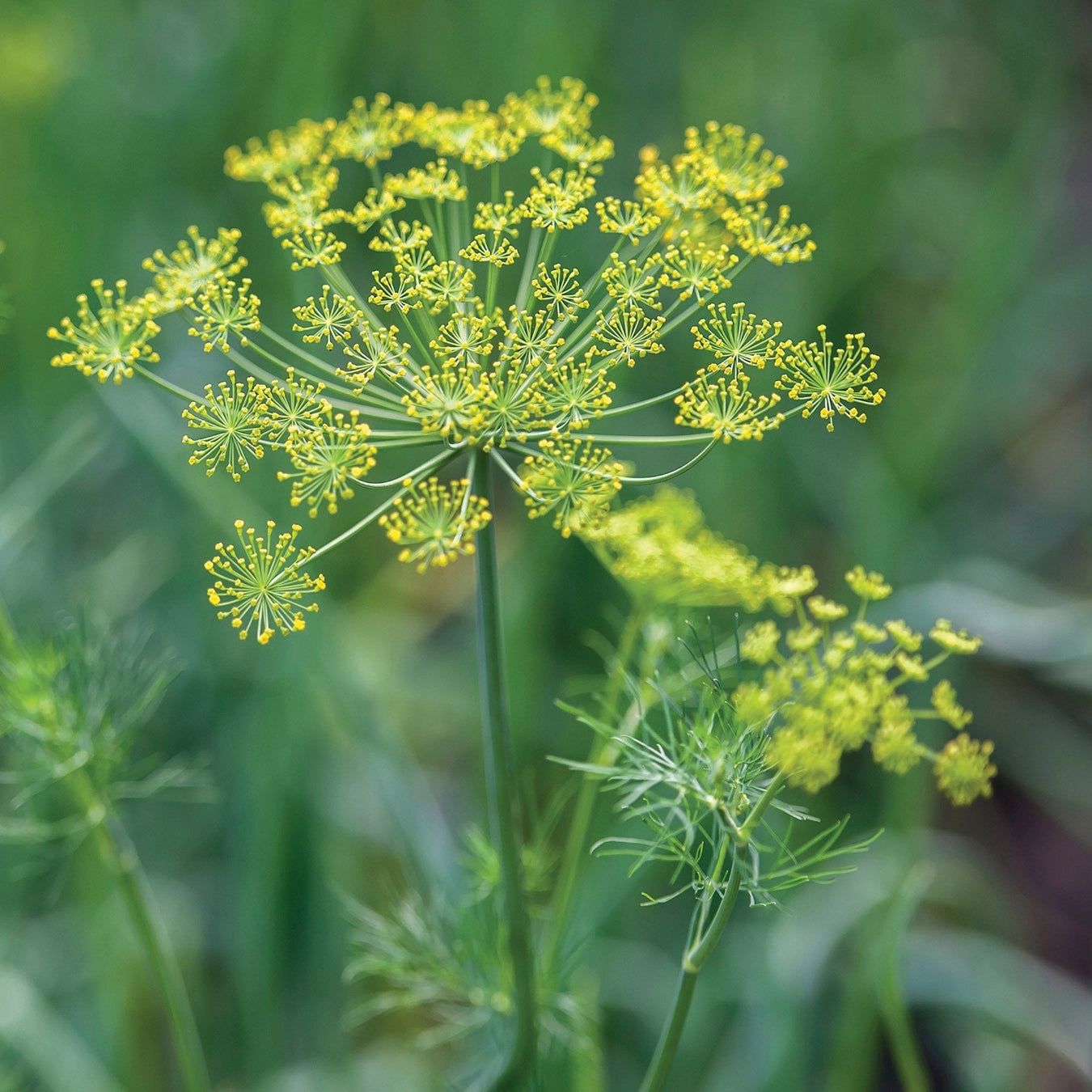 Dill Seeds
