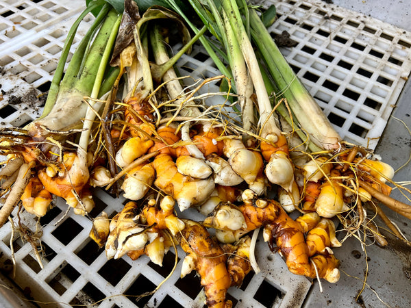 Turmeric