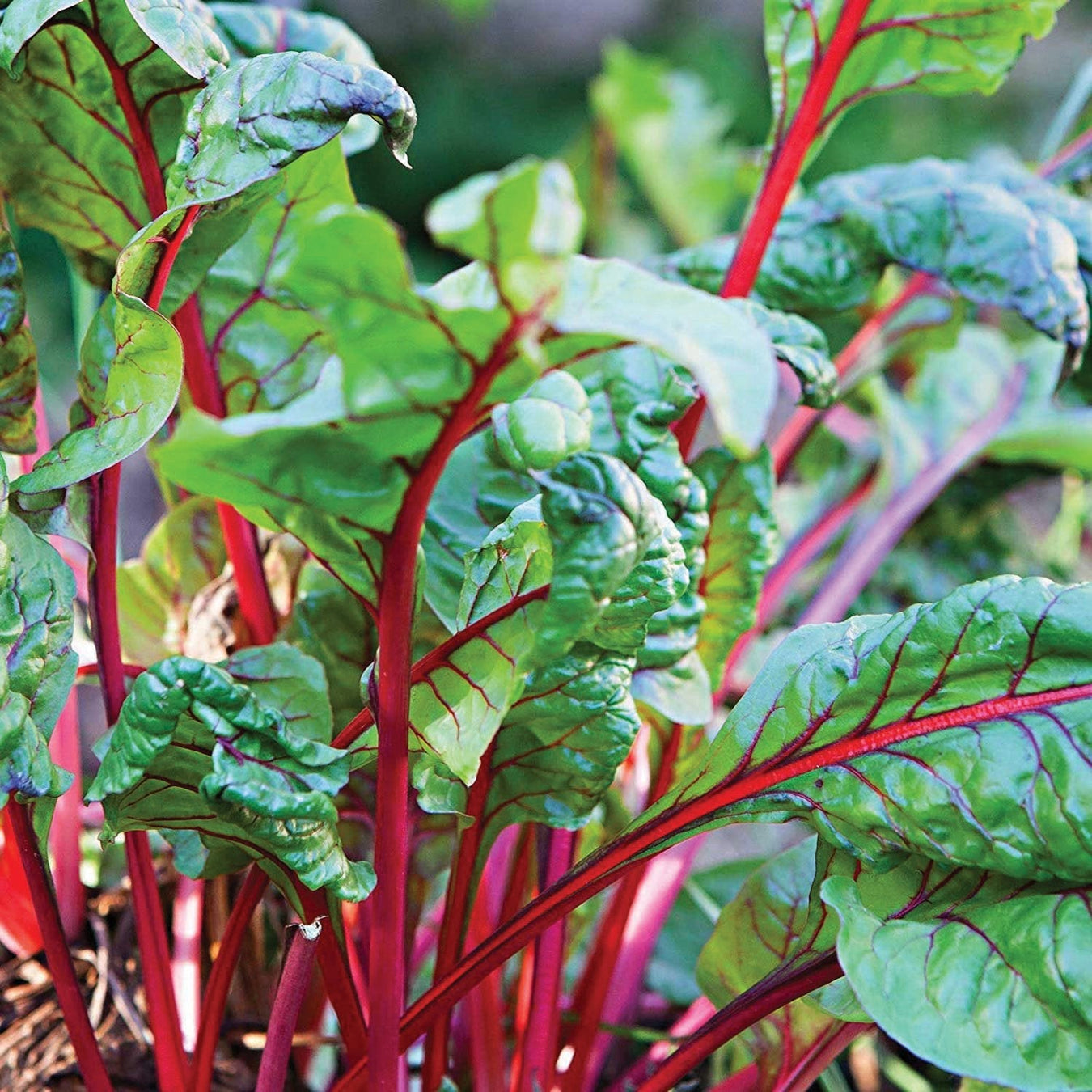 Chard Seeds
