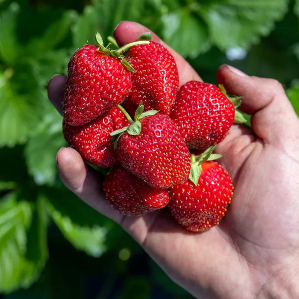 Strawberries