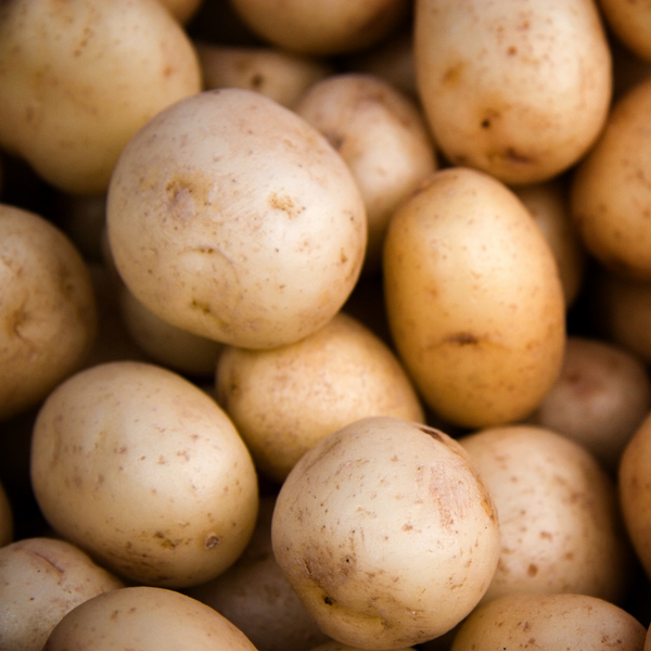 Seed Potatoes