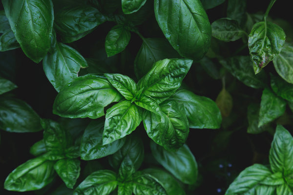 Basil