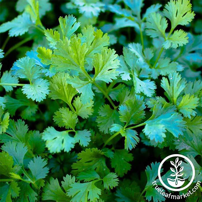 Cilantro Seeds