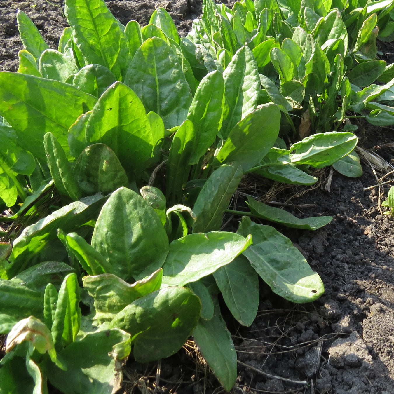 Sorrel Seeds