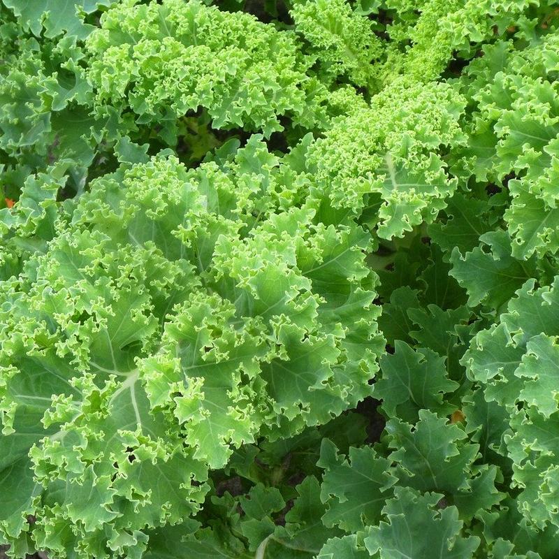 Kale Seeds