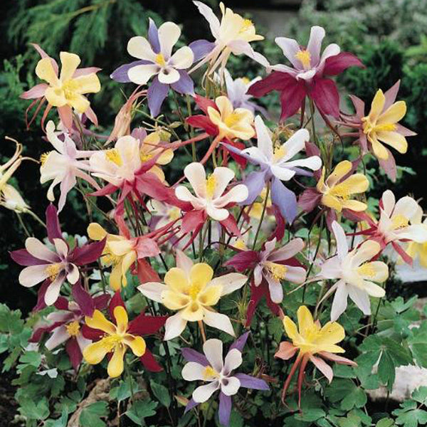 Columbine