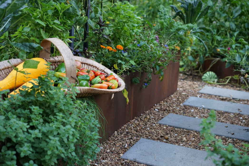 Fresh harvest: squash, colorful peppers, cucumbers in a wicker basket from a lush raised metal garden bed with a stone path.