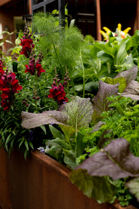 Rusty metal urban container garden with red snapdragons, purple mustard greens, and green fennel.