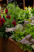 Rusty metal urban container garden with red snapdragons, purple mustard greens, and green fennel.