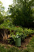 Green watering can in a lush home garden featuring diverse plants, red flowers, and a decorative metal arch trellis.