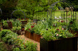 Lush garden with corten steel raised beds, vibrant flowers, green plants, metal arches, and outdoor seating.