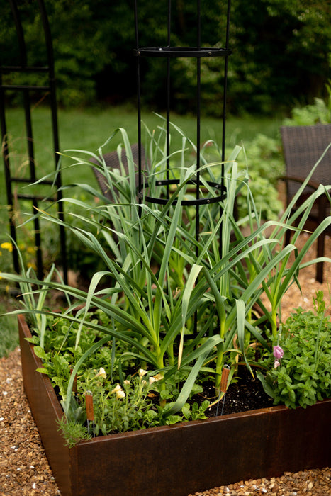 Raised corten steel garden bed with garlic, rosemary, and herbs. Tall greens supported by a trellis in a lush backyard garden.