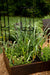 Raised corten steel garden bed with garlic, rosemary, and herbs. Tall greens supported by a trellis in a lush backyard garden.