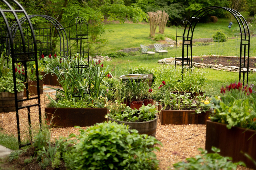 Lush backyard garden with raised corten steel beds, black metal arches, vibrant flowers, green plants, and gravel paths.