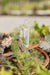 Dill plant marker in a vibrant home herb garden with green and purple leafy plants and a terracotta pot.