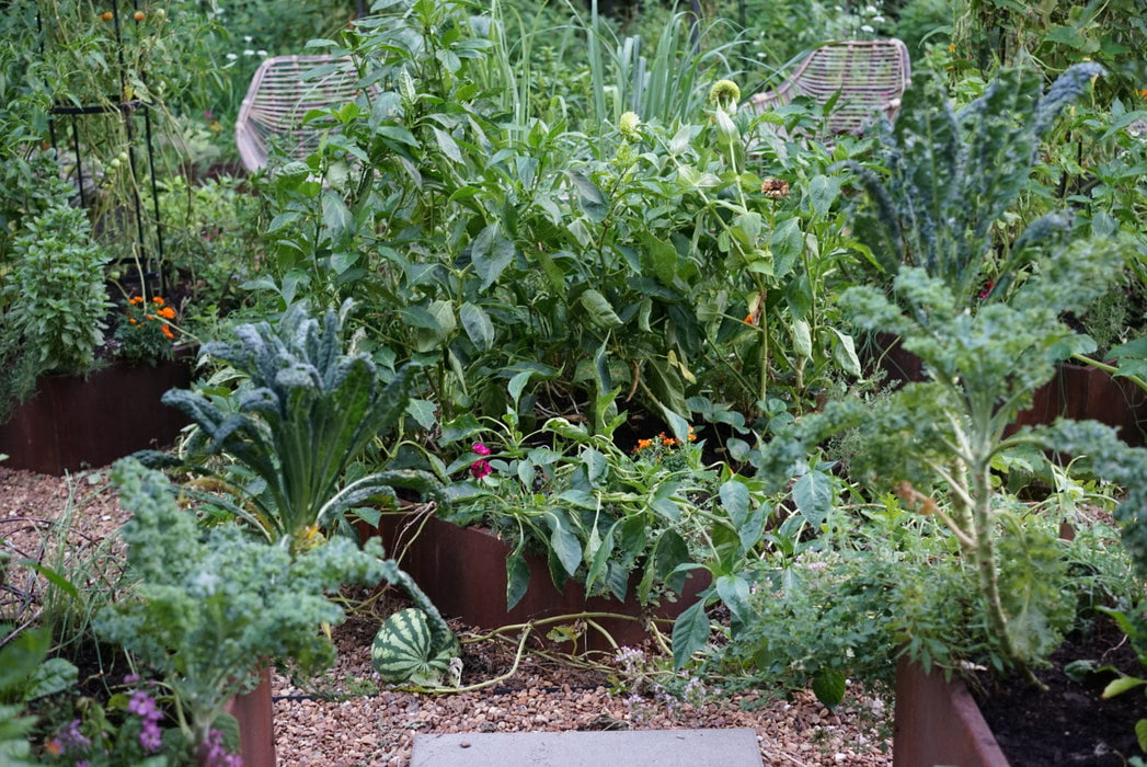 Lush edible garden with raised corten steel beds, kale, watermelon, tomatoes, herbs, and flowers on a gravel path.