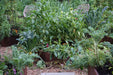 Lush edible garden with raised corten steel beds, kale, watermelon, tomatoes, herbs, and flowers on a gravel path.
