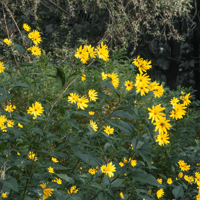 Yellow Jerusalem artichoke flowers blooming in a lush green garden.