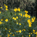Yellow Jerusalem artichoke flowers blooming in a lush green garden.