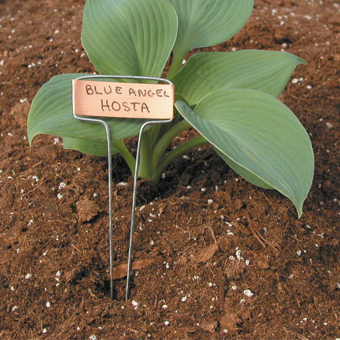 Blue Angel Hosta plant with green leaves and a copper plant marker in rich brown soil. Perfect for gardening.