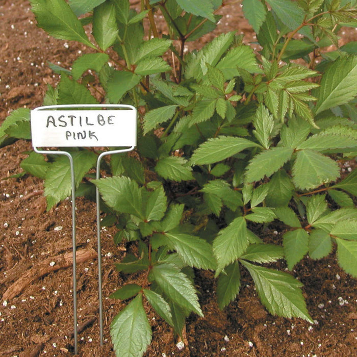 Astilbe Pink perennial plant with vibrant green foliage in rich soil, featuring a white garden marker.