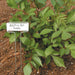 Astilbe Pink perennial plant with vibrant green foliage in rich soil, featuring a white garden marker.
