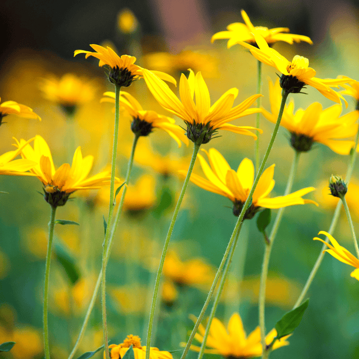 Vibrant yellow flowers with tall green stems blooming in a sunny field, a beautiful nature scene.