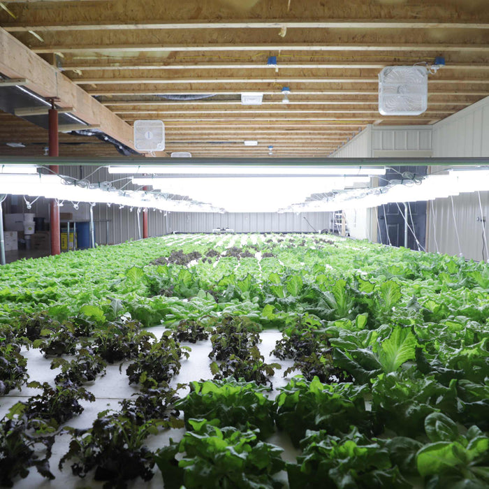 Indoor hydroponic farm with abundant green and red lettuce. Bright grow lights illuminate sustainable vertical agriculture.