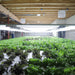 Indoor hydroponic farm with abundant green and red lettuce. Bright grow lights illuminate sustainable vertical agriculture.