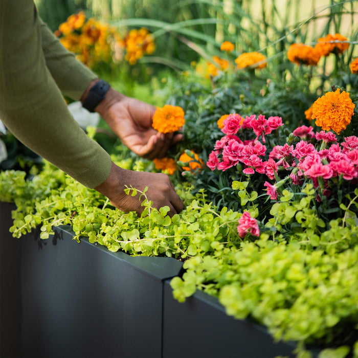 Hands planting orange marigolds and pink carnations in a contemporary black planter box, surrounded by lush green plants. Outdoor gardening.