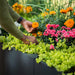 Gardener's hands planting colorful orange marigolds and pink flowers in a dark planter box with green foliage.