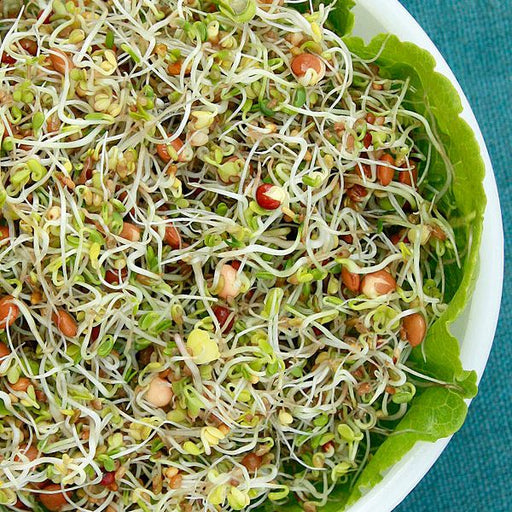 Fresh mixed sprouts in a white bowl with lettuce. Healthy organic alfalfa, radish, and clover sprouts for salad.