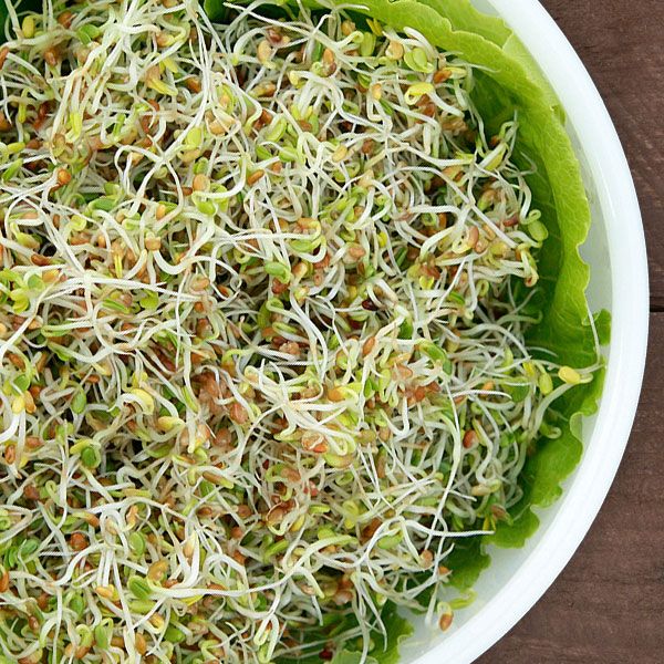 Fresh mixed sprouts (alfalfa, clover) in a white bowl with green lettuce. Healthy, organic, vegan food.