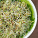Fresh mixed sprouts (alfalfa, clover) in a white bowl with green lettuce. Healthy, organic, vegan food.