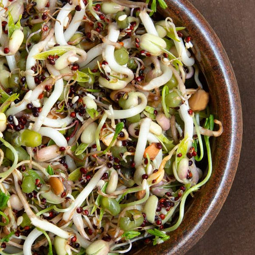 Vibrant mixed sprouts in a rustic brown bowl: green mung, white bean, red quinoa. Fresh, healthy, organic plant-based.
