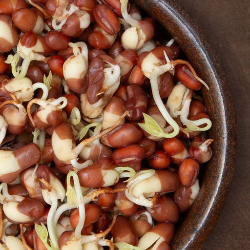 Bowl of brown and white sprouted beans with green shoots. Healthy, protein-rich legumes for plant-based diets.