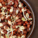 Bowl of brown and white sprouted beans with green shoots. Healthy, protein-rich legumes for plant-based diets.