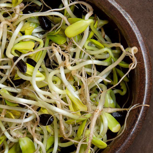 Fresh sunflower sprouts with pale green leaves, white roots, and seeds in a rustic bowl. Healthy microgreens.