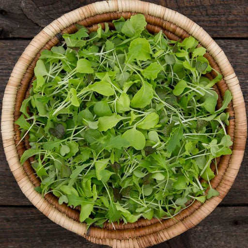 Vibrant fresh microgreens mix in a natural woven basket on a dark wood background. Organic salad greens.