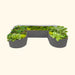 Dark grey U-shaped galvanized steel raised garden bed brimming with fresh cabbage, kale, lettuce, and bok choy.