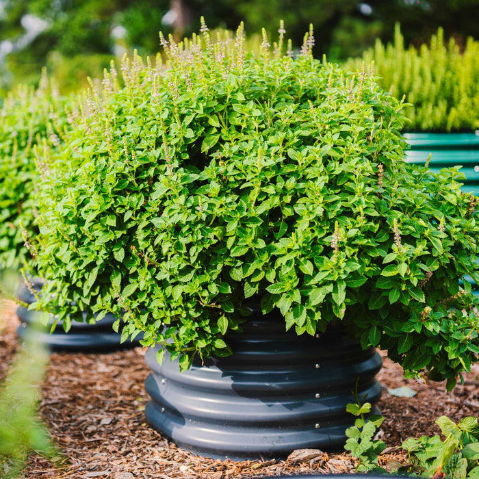 Lush green plant with delicate flowers in a dark corrugated metal raised garden bed on wood chip mulch.