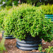 Lush green plant with delicate flowers in a dark corrugated metal raised garden bed on wood chip mulch.