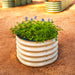 Round cream corrugated metal raised garden bed with vibrant bluebonnets and green foliage on sandy ground.