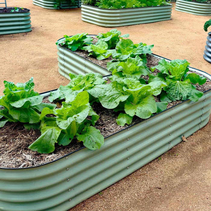 Green corrugated metal raised garden beds filled with thriving lettuce and leafy greens, set on a sandy path.
