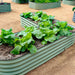 Green corrugated metal raised garden beds filled with thriving lettuce and leafy greens, set on a sandy path.