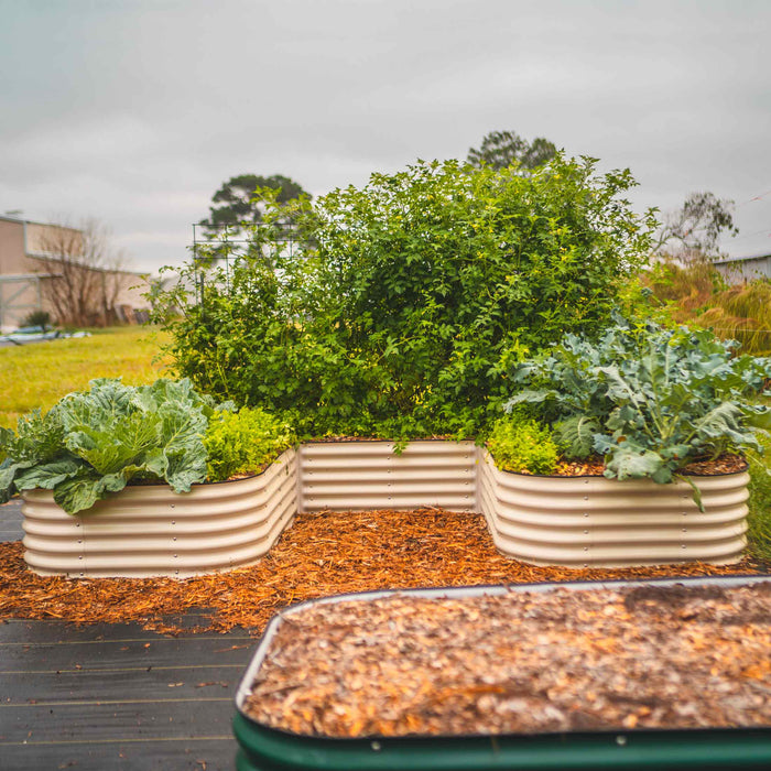 Corrugated metal raised garden beds filled with thriving cabbage, broccoli, and other leafy greens, mulched with wood chips.