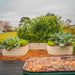 Corrugated metal raised garden beds filled with thriving cabbage, broccoli, and other leafy greens, mulched with wood chips.