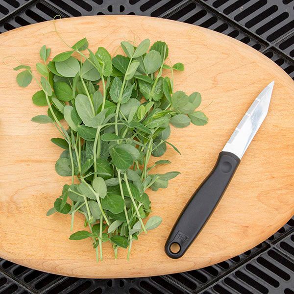 Fresh pea shoots and a knife on a wooden cutting board. Healthy microgreens ready for cooking or salads.