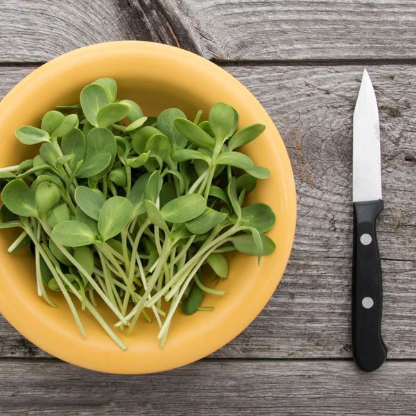 Fresh sunflower microgreens in a yellow bowl next to a knife on a rustic wooden table.