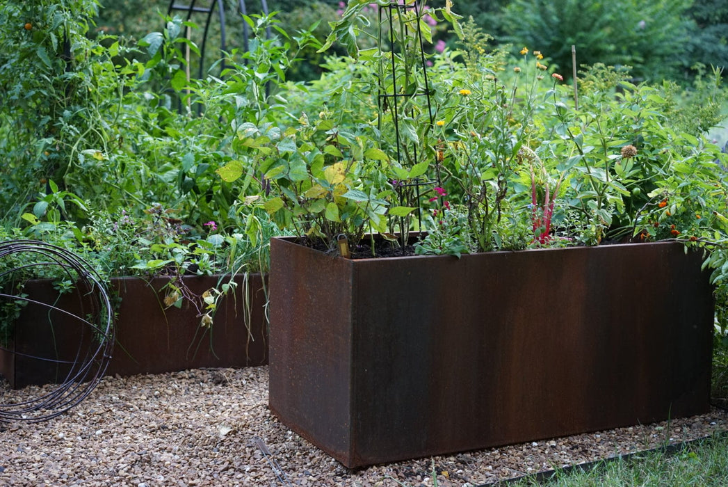 Corten steel raised garden beds with tomatoes, beans, herbs, and colorful flowers. Modern backyard garden.
